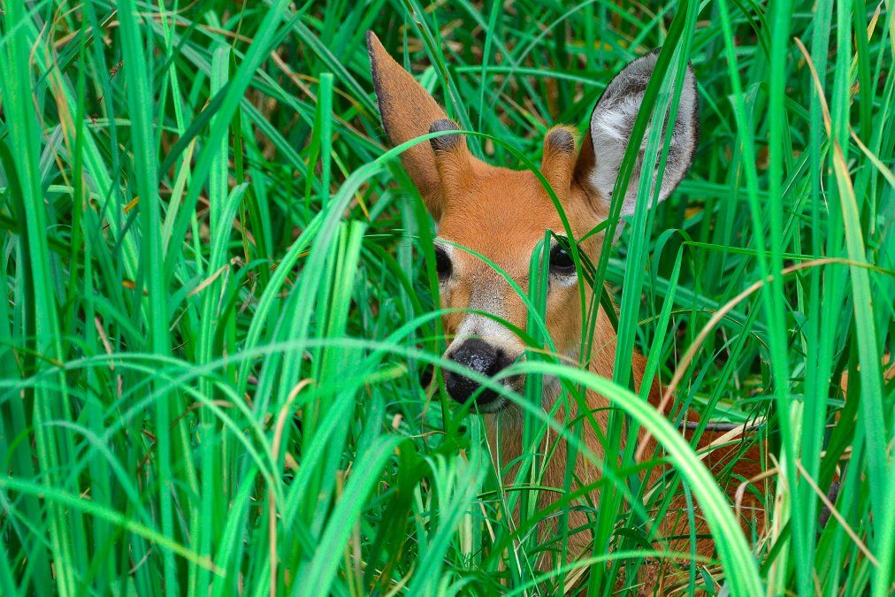 El Parque Nacional Ciervo de los Pantanos se caracteriza por sus mágicos senderos que te envuelven en la naturaleza. El Parque Nacional Ciervo de los Pantanos se caracteriza por sus mágicos senderos que te envuelven en la naturaleza.
