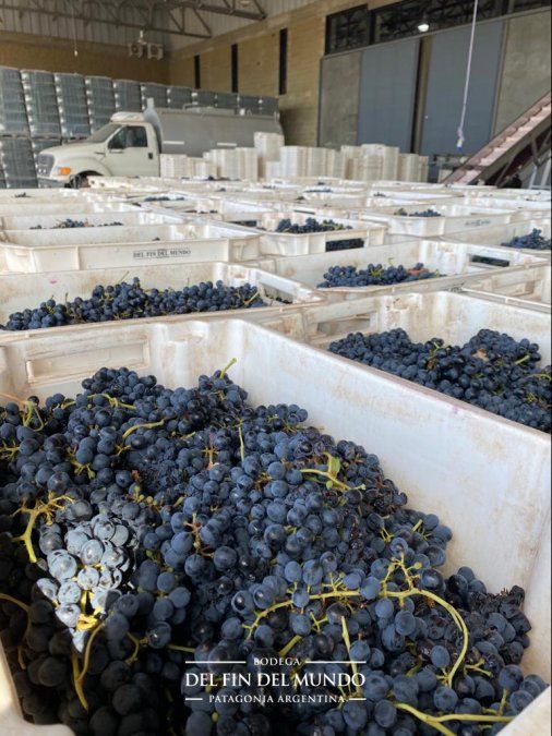 Neuquén apuesta a ganar espacio en la escena local e internacional del vino.