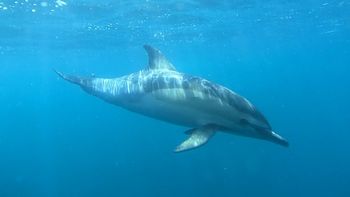 Río Negro: la temporada ofrece un espectáculo que combina la majestuosidad de la Ballena Franca Austral con la energía de delfines y lobos marinos.