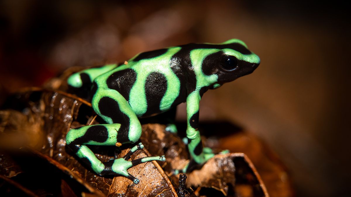 Bahía Solano: 5 actividades fascinantes para los amantes del ecoturismo