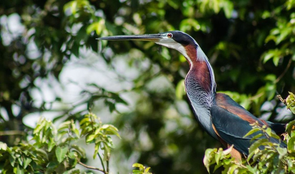 Avistamiento de aves.