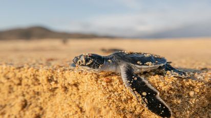 Conoce esta playa en Michoacán en que se preserva la tortuga negra.