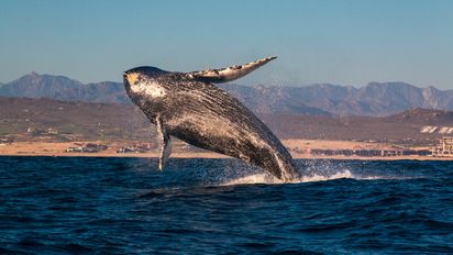 Coquimbo ¿Cómo será el Área Marina Archipiélago de Humboldt?