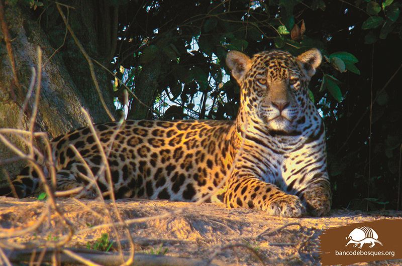 El Impenetrable, el más reciente parque nacional creado en Argentina.