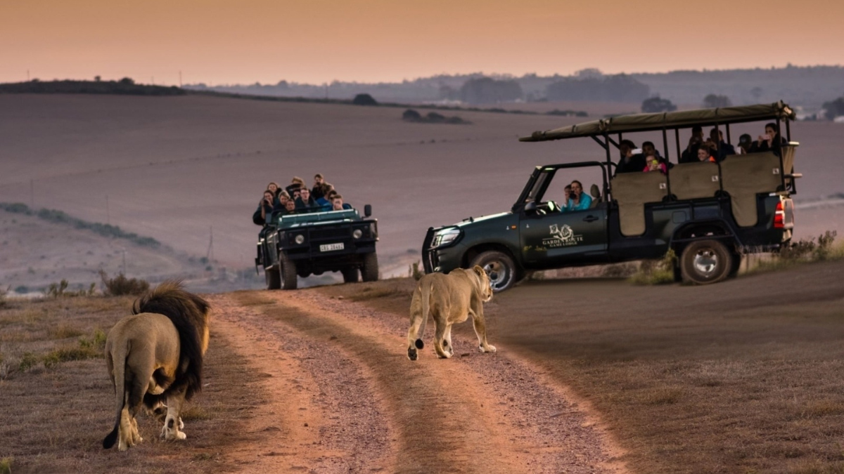 Disfruta estas opciones de safaris en África que ofrecen aventuras y adrenalina.