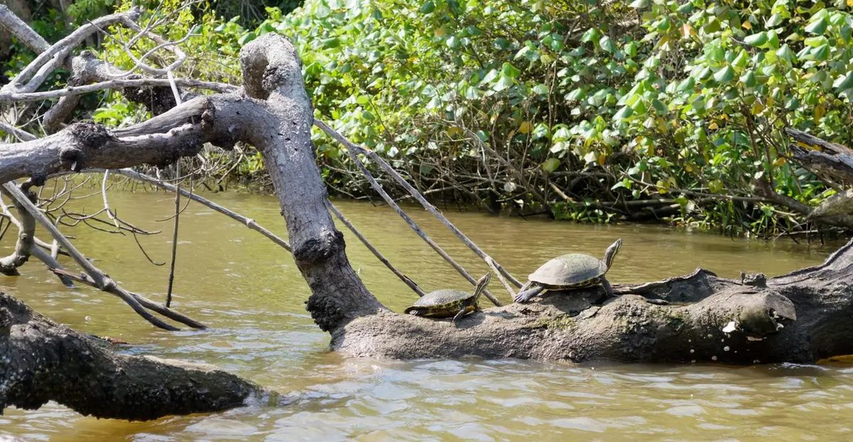 Visita esta playas de Veracruz en Semana Santa.