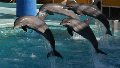 Mar del Plata: ¿cuánto cuesta la entrada al Aquarium este verano 2023?
