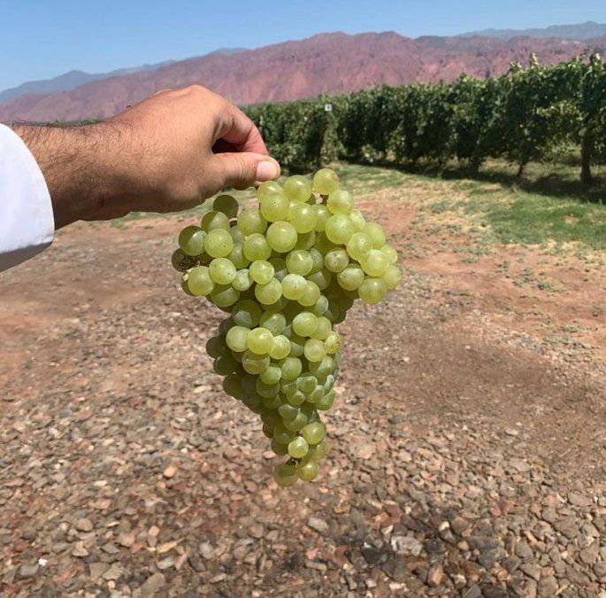 En el mismo predio de la finca funciona la bodega artesanal, en la cual se brindan diferentes servicios como visitas guiadas con degustación, acompañados por los dueños fundadores, quienes comparten historias y anécdotas. En el mismo predio de la finca funciona la bodega artesanal, en la cual se brindan diferentes servicios como visitas guiadas con degustación, acompañados por los dueños fundadores, quienes comparten historias y anécdotas.