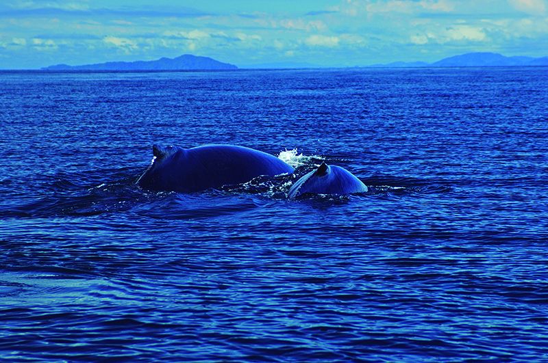 Ballenas Jorobadas en las costas panameñas.