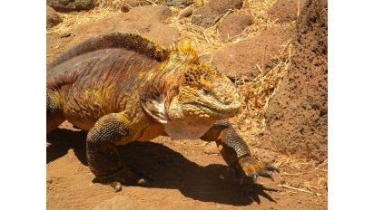Galápagos: las islas de la realidad fantaseada