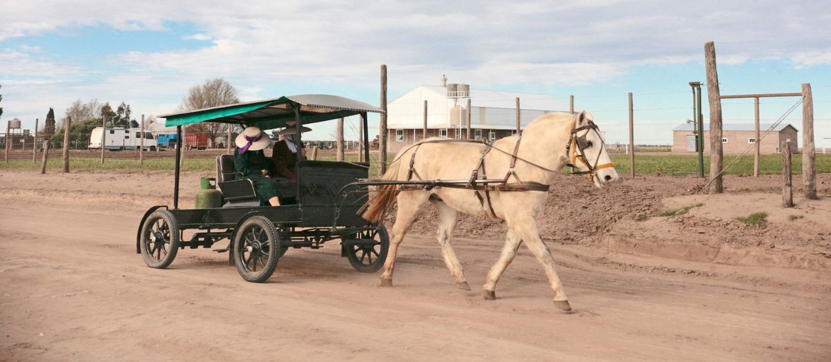 Una visita a la Colonia Menonita “La Nueva Esperanza” de La Pampa permite conocer las costumbres vivas de los colonos que la fundaron en 1985.