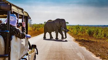 Safari en Sudáfrica permite observar fauna salvaje en su hábitat natural, uno de los grandes atractivos del país africano.