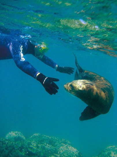 Quien ya viajó a Península Valdés puede experimentar otras formas de acercarse a los lobos marinos. Por ejemplo, practicando buceo o esnórquel.