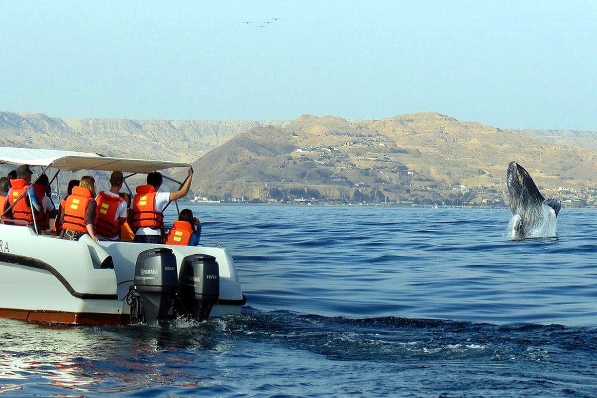 Avistamiento de ballenas.
