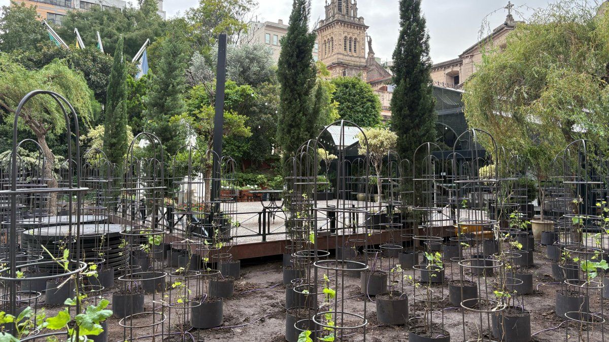 Hotel InterContinental Buenos Aires inauguró el viñedo, junto a la  Bodega Gamboa.