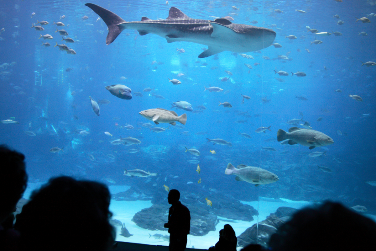 El acuario y serpentario en Mendoza, un plan ideal para niños. El acuario y serpentario en Mendoza, un plan ideal para niños.