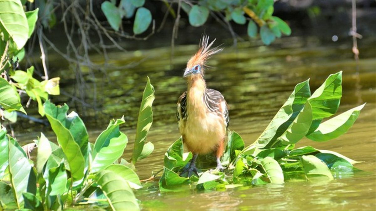 Bitacora de avistamiento de aves