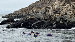 Lima ofrece la oportunidad de nadar con lobos marinos en su habitad natural.