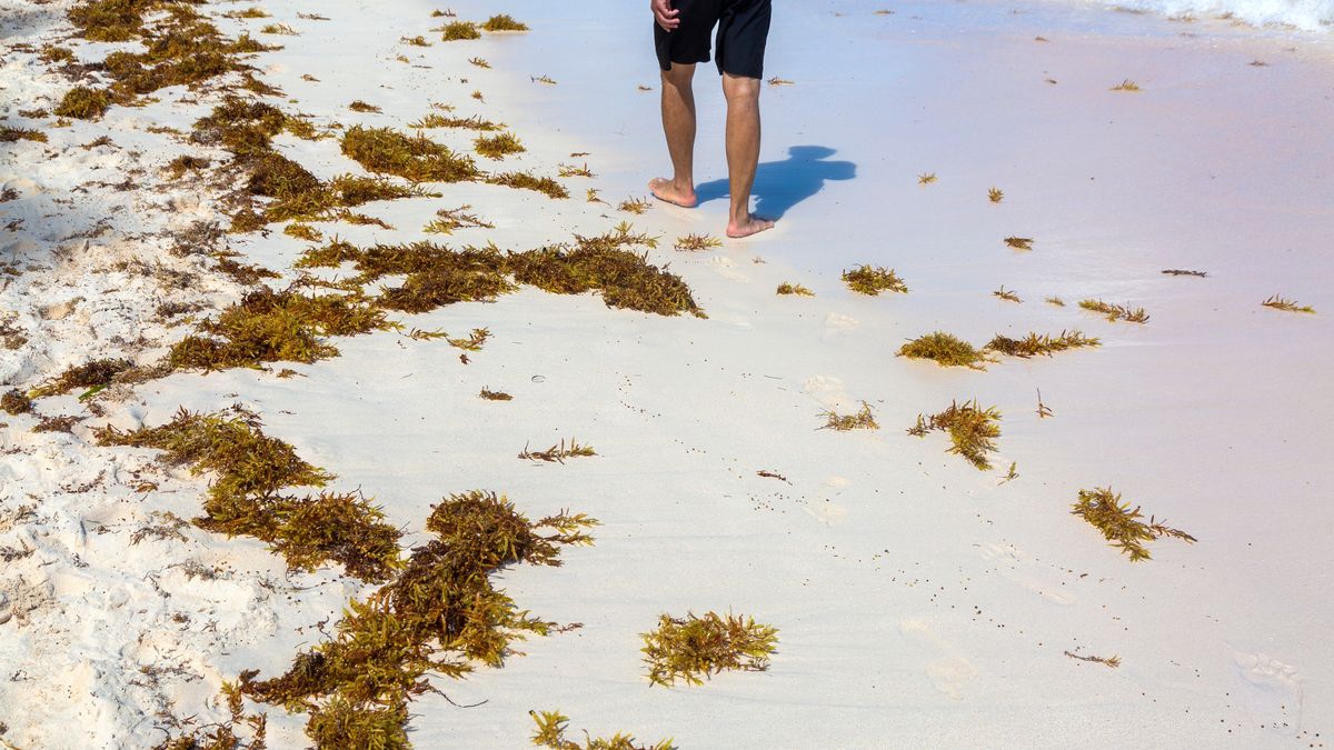 5 planes para que tus vacaciones en el caribe mexicano no se arruinen por el sargazo