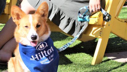 En el Hilton de Río (Barra) los perros pueden desplazarse por varias zonas comunes, a excepción del restaurante, piscina y gimnasio. &nbsp;