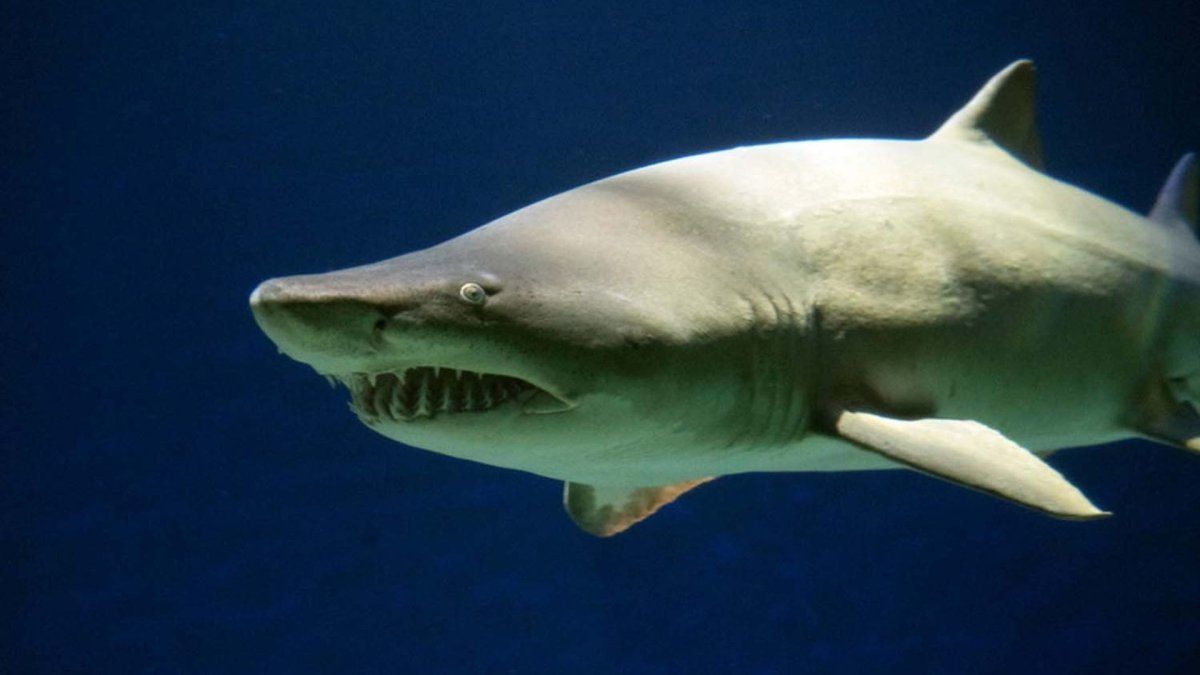 Los tiburones son una parte fundamental del ecosistema marino patag&oacute;nico.