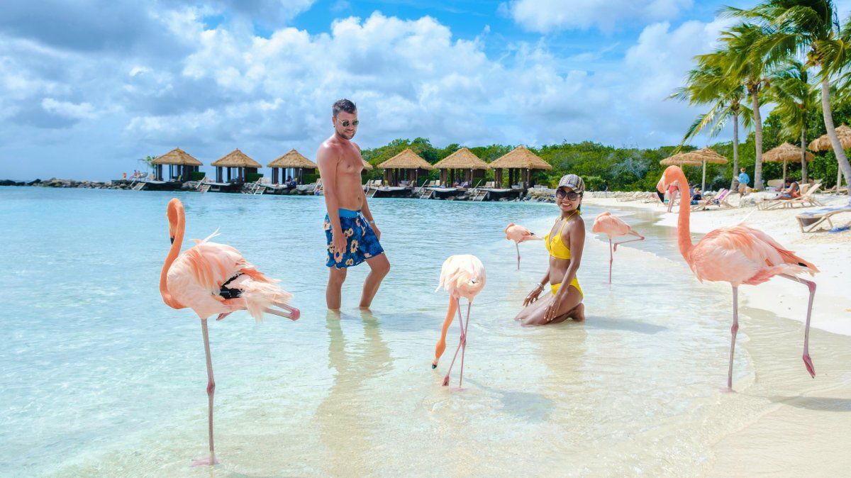 Vacaciones en el Caribe: los flamencos conforman una postal inconfundible de Aruba.