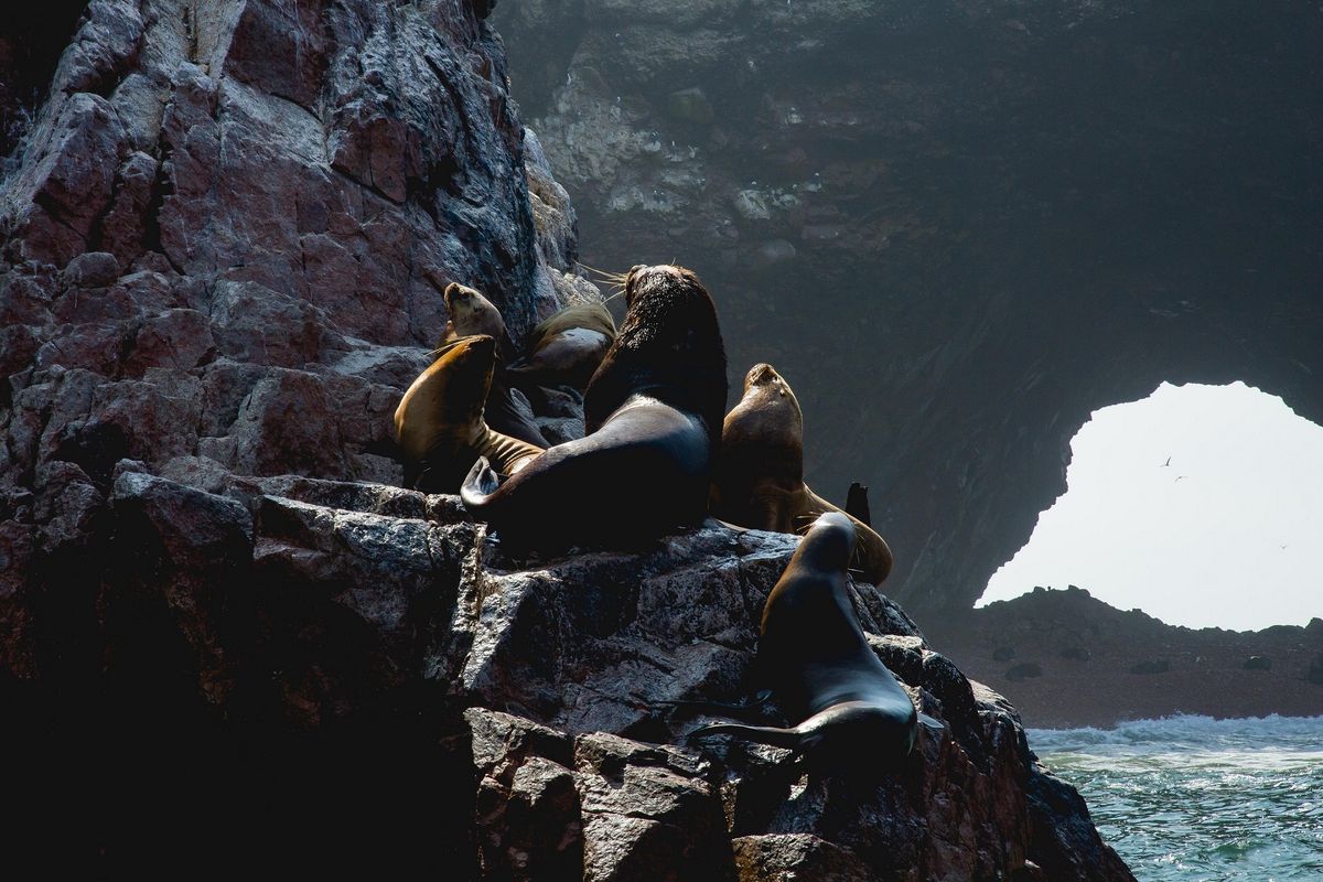 Islas Ballestas. - Ladevi Medios y Soluciones Islas Ballestas.