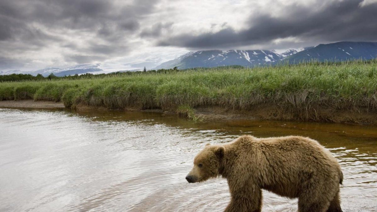 Princess Cruises lanzará al mercado el Tour al Parque Nacional Katmai; un crucero de nueve días que incluye la observación de osos en Brooks Falls en el Parque Nacional Katmai.