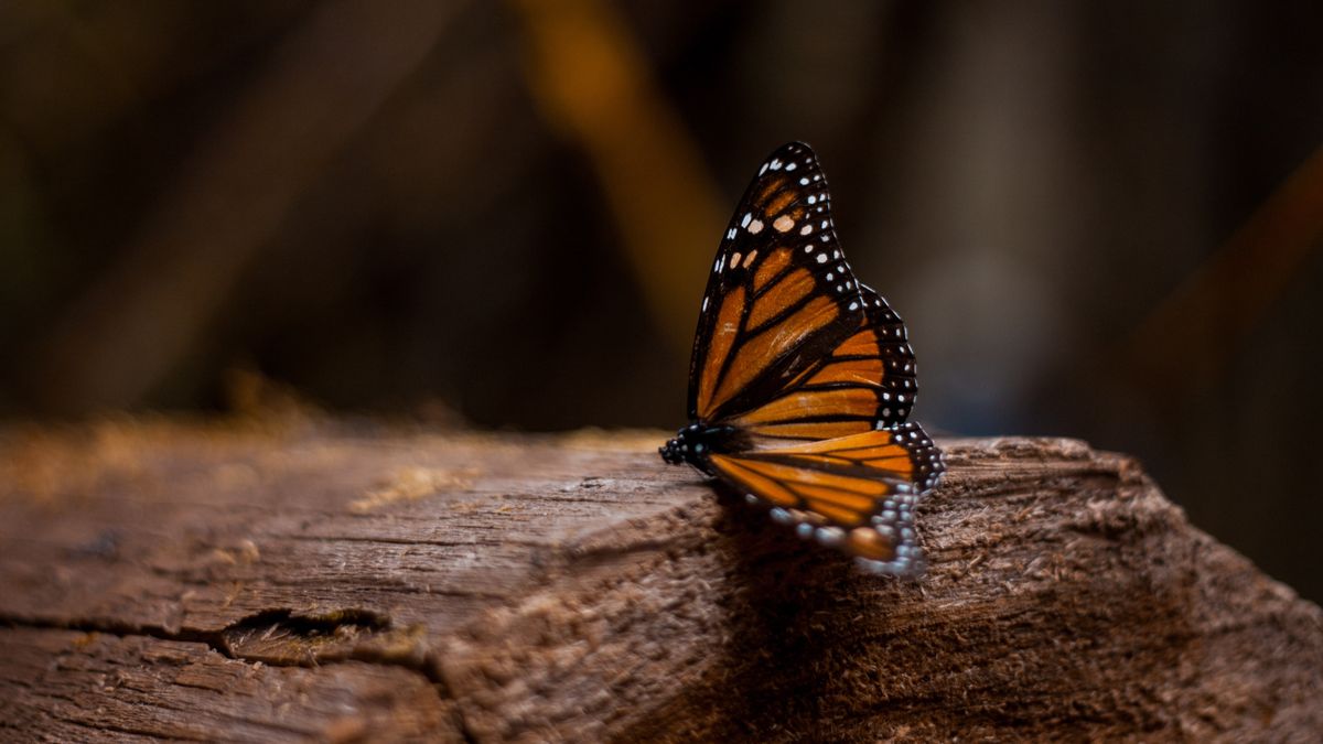 En los santuarios las mariposas monarcas sorprenden a los viajeros que visitan Morelia y alrededores. En los santuarios las mariposas monarcas sorprenden a los viajeros que visitan Morelia y alrededores.