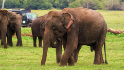 Vive la experiencia de los safaris en Sri Lanka, un bello país de Asia.