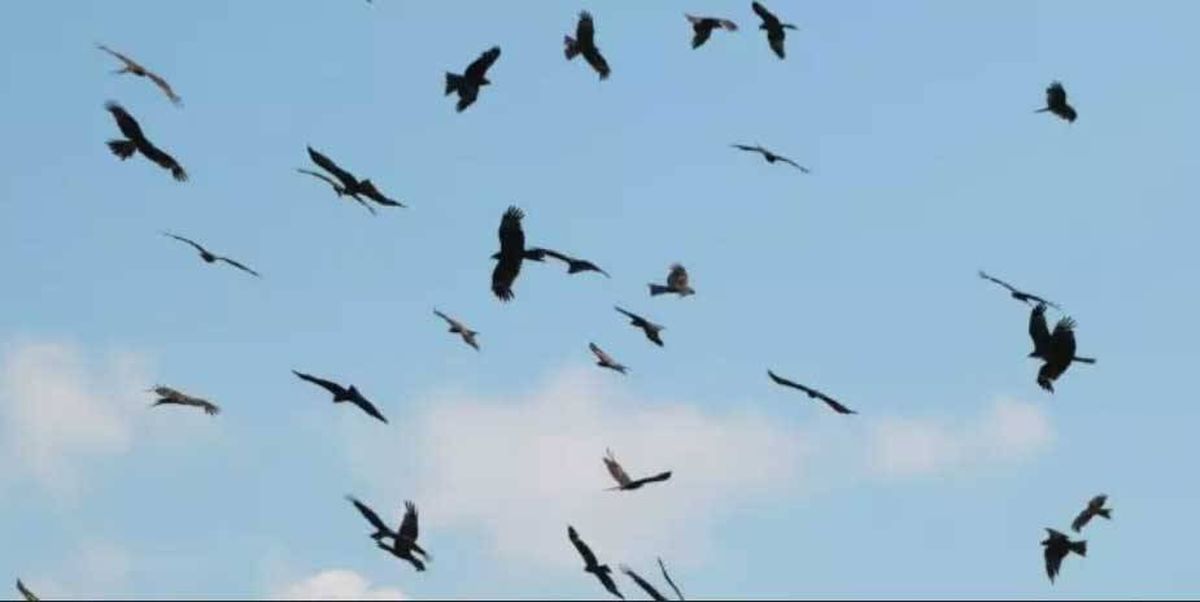 La llegada de aves en fase de migración es una situación que obliga al aeropuerto Nuevo Pudahuel a establecer medidas especiales para mantener el tránsito áreo.