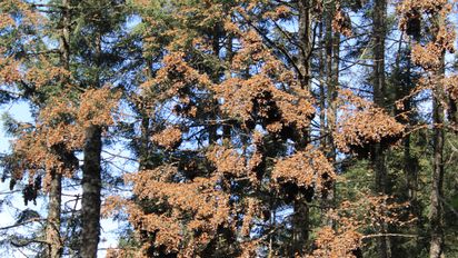 El Santuario de la Mariposa Monarca en Valle de Bravo es una visita imperdible para estas vacaciones de invierno.&nbsp;