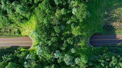 Turismo en Argentina: el particular túnel que está en una ruta en medio de la selva