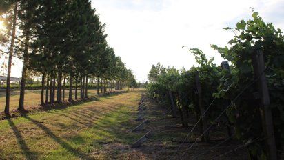 Descubrí la pintoresca Vendimia de Entre Ríos que podés visitar este verano