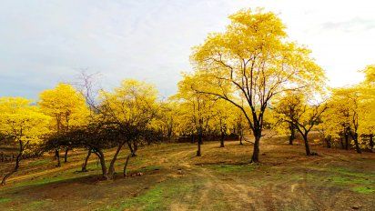 El florecimiento de guayacanes dura tan solo siete días al año.