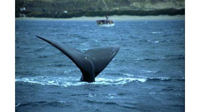 El espectáculo que ofrece la ballena franca austral atrae visitantes de todo el mundo
