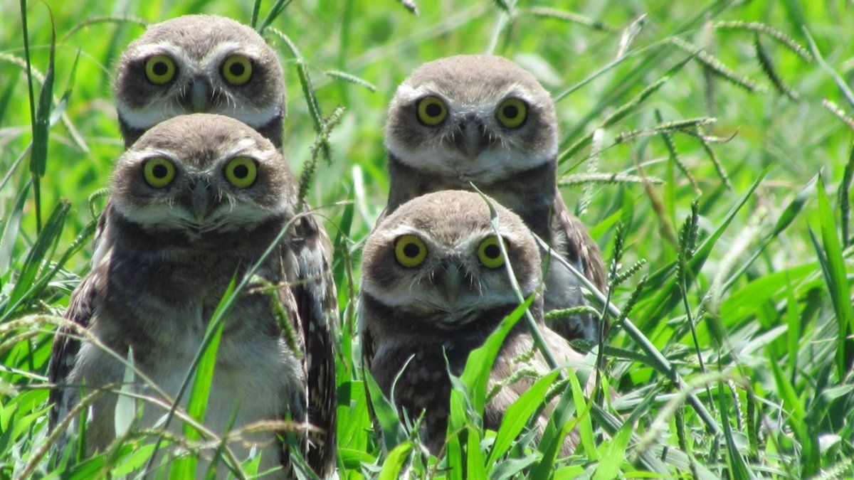 La Reserva Natural Urbana San Martín es uno de los grandes atractivos turísticos para conocer cerca de la ciudad de Córdoba este verano.