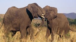 altText(África: conoce el pequeño reino ideal para realizar safaris)}