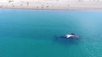 Chubut: ¿dónde se puede ver gratis a las ballenas?
