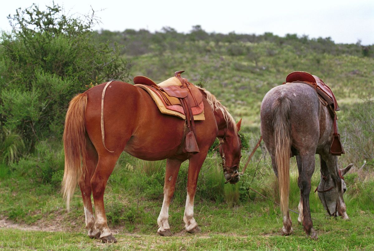 Las cabalgatas por las sierras de Córdoba son otra de las propuestas de Icho Cruz para estas vacaciones de invierno. 