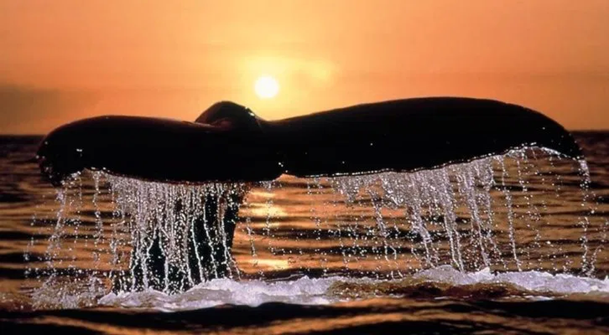 El avistaje a ballenas en la Península Valdés comienza a mediados de junio hasta el mes de diciembre.&nbsp;