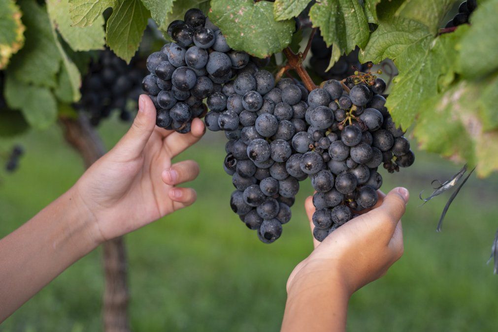 La Magnolia invita a descubrir los procesos de elaboración del vino en Entre Ríos. La Magnolia invita a descubrir los procesos de elaboración del vino en Entre Ríos.