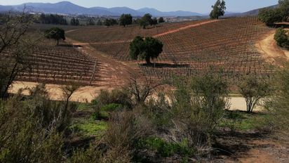 El hermoso viñedo de El Algarrobo se encuentra en el sector de Las Dichas, Valle de Casablanca.&nbsp;