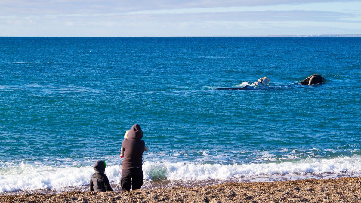 Es posible ver ballenas francas australes desde la playa El Doradillo. Es posible ver ballenas francas australes desde la playa El Doradillo.
