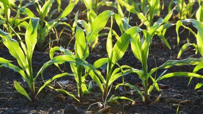 Grupo Piñero muestra su compromiso con el planeta con más de 26 toneladas de residuos reciclados