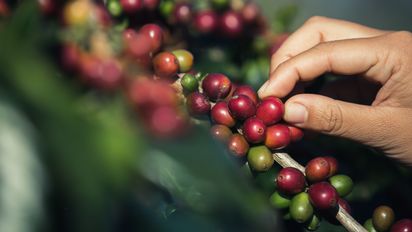 Cinco destinos donde se cultiva el mejor café colombiano.
