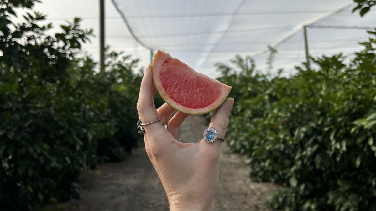 Golden Ridge Groves es una granja familiar para recorrer una y otra vez. Golden Ridge Groves es una granja familiar para recorrer una y otra vez.