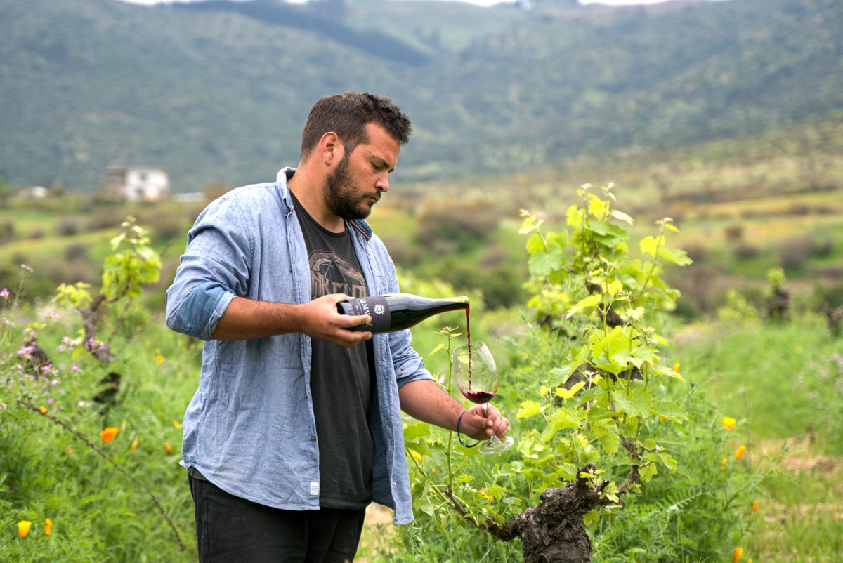 En la Región del Maule se elabora más del 40% de la producción de vinos de Chile, gracias al trabajo que se realiza en los valles de Curicó, Del Maule, Cauquenes y Loncomilla. - Ladevi Medios y Soluciones En la Región del Maule se elabora más del 40% de la producción de vinos de Chile, gracias al trabajo que se realiza en los valles de Curicó, Del Maule, Cauquenes y Loncomilla.