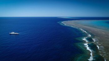En la Gran Barrera de Coral de Australia se produjo el descubrimiento de un arrecife del tamaño de un edificio.