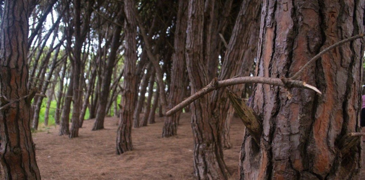 El Bosque Energético de Miramar es ideal para pasear en familia. 